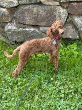 Toni -  Poodle Dog for Adoption in East Greenville, Pennsylvania - Toni | PetCurious