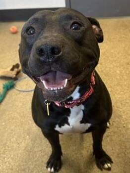 Sulley -  Pit Bull Terrier Dog for Adoption in Cleveland, Ohio - Sulley | PetCurious