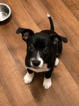 Bean -  Chihuahua Dog for Adoption in West Hollywood, California - Bean | PetCurious