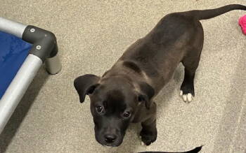 Rescue Labrador Retriever Dogs for Adoption in Sterling, Massachusetts - Hallow 13 Weeks ( Avail 11/26) | PetCurious