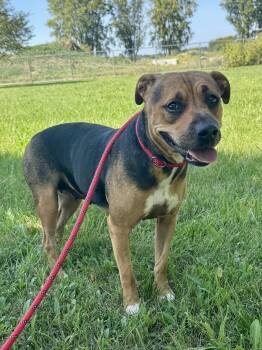 Rescue Mixed Breed Dogs for Adoption in St. Joseph, Michigan - Joyce | PetCurious