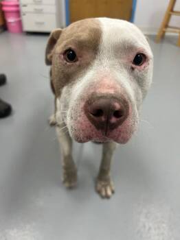 Home Slice -  Pit Bull Terrier Dog for Adoption in Hartsville, South Carolina - Home Slice | PetCurious