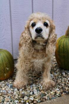 Max -  Cocker Spaniel Dog for Adoption in Delhi, New York - Max | PetCurious