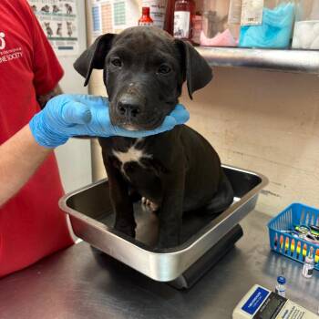 Rowan -  Retriever and Pit Bull Terrier Dog for Adoption in Birmingham, Alabama - Rowan | PetCurious