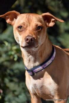 Rescue Dachshund and Chihuahua Dogs for Adoption in Spokane, Washington - Cabo, Mix, 1.5 Yrs, 15 Lb, $250 Fee | PetCurious
