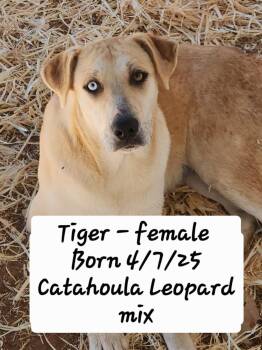 Catahoula Leopard Dog and Black Mouth Cur Dogs Available for Adoption - Tiger | PetCurious