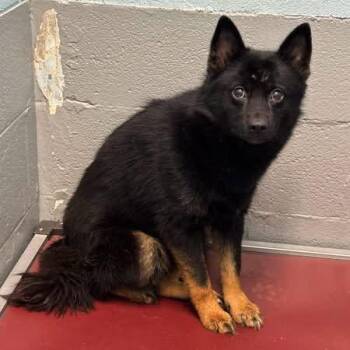 Dolly - At shelter available 7/28 -  Pomeranian Dog for Adoption in Rustburg, Virginia - Dolly - At Shelter Available 7/28 | PetCurious
