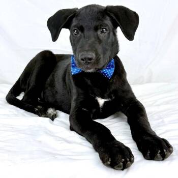 Chilean - Local October 9-11 -  Shepherd and Labrador Retriever Dog for Adoption in Brookshire, Texas - Chilean - Local October 9-11 | PetCurious