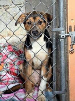 Mixed Breed Dogs Available for Adoption in Hobart, Indiana - Tina | PetCurious