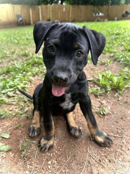 Rescue Terrier Dogs for Adoption in Greenville, South Carolina - Truffles | PetCurious