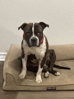 Rescue Boxer Dogs for Adoption in Denver, Colorado - Trevor | PetCurious