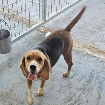 Lexi -  Beagle Dog for Adoption in Mount Vernon, Arkansas - Lexi | PetCurious