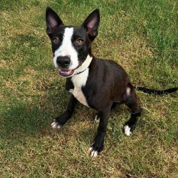 Allison P46156 -  Mixed Breed Dog for Adoption in Corsicana, Texas - Allison P46156 | PetCurious