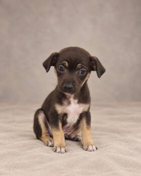 Stryker -  Rat Terrier Dog for Adoption in Miami, Florida - Stryker | PetCurious