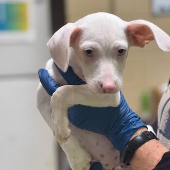 Bull Terrier and Mixed Breed Dogs Available for Adoption in Lucedale, Mississippi - HUCK | PetCurious