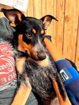 Wendy -  Australian Cattle Dog Blue Heeler Dog for Adoption in Uxbridge, Massachusetts - Wendy | PetCurious