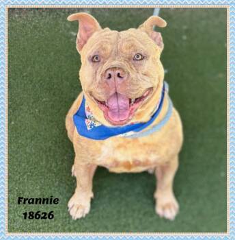 American Bully and Pit Bull Terrier Dogs Available for Adoption in Marietta, Georgia - FRANNIE | PetCurious