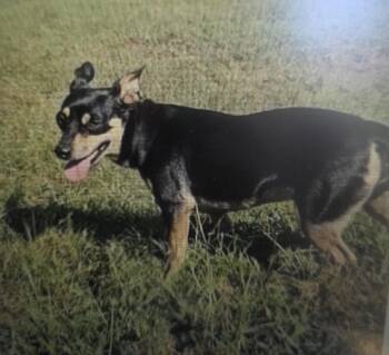 Bear -  Jack Russell Terrier Dog for Adoption in Centerville, Georgia - Bear | PetCurious