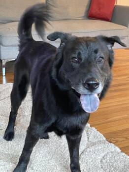 Ramen Noodle -  Chow Chow and Labrador Retriever Dog for Adoption in Houston, Texas - Ramen Noodle | PetCurious