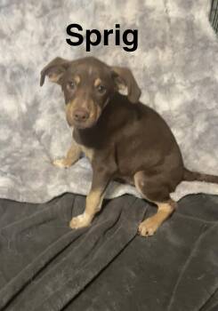 Sprig -  Hound and Cattle Dog Dog for Adoption in Topeka, Kansas - Sprig | PetCurious