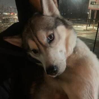 Husky Dogs Available for Adoption - Shiba | PetCurious