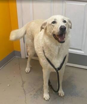 Fezzik -  Great Pyrenees Dog for Adoption in Downers Grove, Illinois - Fezzik | PetCurious