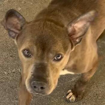 ENZO -  Pit Bull Terrier Dog for Adoption in Elizabethton, Tennessee - ENZO | PetCurious