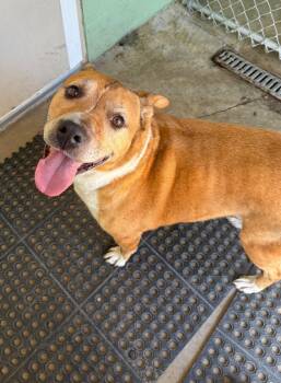 Francis -  Labrador Retriever Dog for Adoption in Bellaire, Michigan - Francis | PetCurious