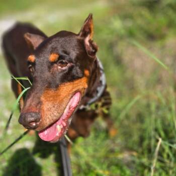 Dolly 3633 -  Doberman Pinscher Dog for Adoption in Oakland Park, Florida - Dolly 3633 | PetCurious