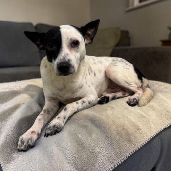 Oreo -  Terrier Dog for Adoption in Kenedy, Texas - Oreo | PetCurious