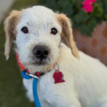 Rescue Maltese and Poodle Dogs for Adoption in San Diego, California - Madero | PetCurious