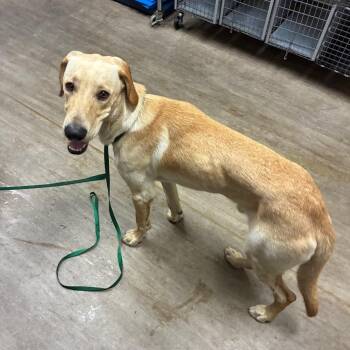 BJ -  Labrador Retriever and Mixed Breed Dog for Adoption in Pasadena, California - BJ | PetCurious