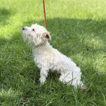 MILO BOO -  Schnauzer Dog for Adoption in Locust Fork, Alabama - MILO BOO | PetCurious