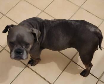 French Bulldog Dogs Available for Adoption - Daisy | PetCurious