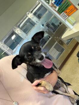 Thelma -  Chihuahua Dog for Adoption in Nacogdoches, Texas - Thelma | PetCurious