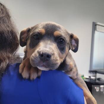 American Staffordshire Terrier Dogs Available for Adoption in Greenville, South Carolina - Princesa | PetCurious