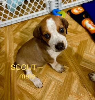 AUSSIE HOUND MIX PUPPY GANG -  Hound and Australian Shepherd Dog for Adoption in Media, Pennsylvania - AUSSIE HOUND MIX PUPPY GANG | PetCurious