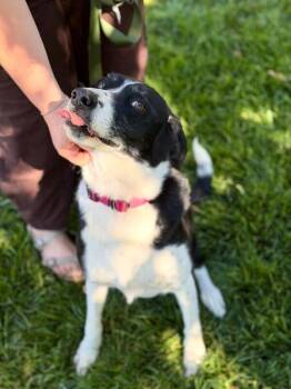 Athena -  Border Collie Dog for Adoption in Fruit Heights, Utah - Athena | PetCurious