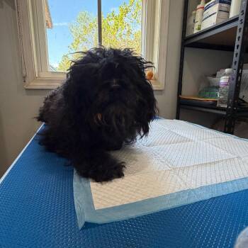 Male 2 - wishbone -  Miniature Schnauzer Dog for Adoption in Hohenwald, Tennessee - Male 2 - Wishbone | PetCurious