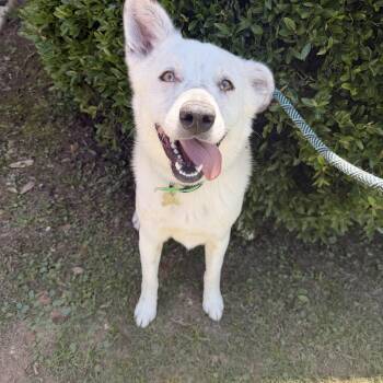 Corgi and Cattle Dog Dogs Available for Adoption in Semmes, Alabama - Rocco | PetCurious