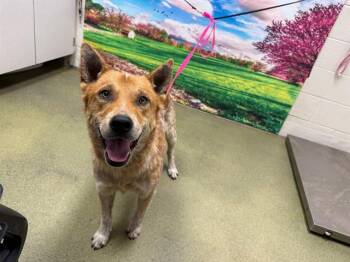 A552204 -  Australian Cattle Dog Blue Heeler and Mixed Breed Dog for Adoption in Moreno Valley, California - A552204 | PetCurious