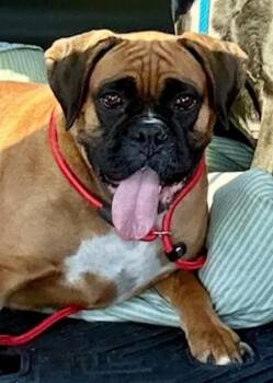 Grace -  Boxer Dog for Adoption in Hamburg, New York - Grace | PetCurious