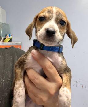 Sawyer -  Hound Dog for Adoption in Gilberts, Illinois - Sawyer | PetCurious