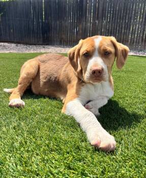 Cattle Dog and Labrador Retriever Dogs Available for Adoption in Fort Lupton, Colorado - Lime Light | PetCurious
