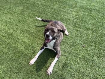 LUCKY -  Dutch Shepherd and Mixed Breed Dog for Adoption in Rowlett, Texas - LUCKY | PetCurious