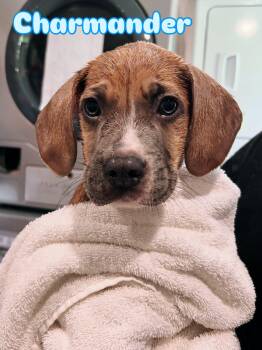 Charmander -  Mixed Breed Dog for Adoption in Rock Hill, New York - Charmander | PetCurious