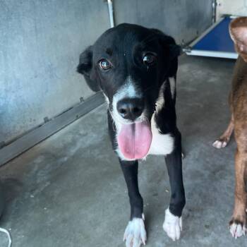 Newt -  Shepherd and Mixed Breed Dog for Adoption in Edinburg, Texas - Newt | PetCurious