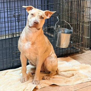 Ginger 2344 -  Mixed Breed Dog for Adoption in Kansas City, Missouri - Ginger 2344 | PetCurious