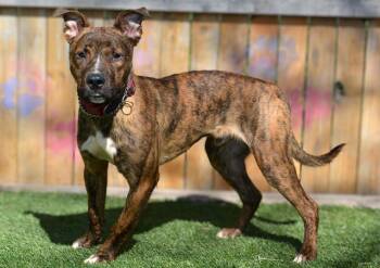 Pit Bull Terrier Dogs Available for Adoption - STIMPY | PetCurious
