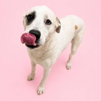 Great Pyrenees Dogs Available for Adoption in Concord, North Carolina - Dolly | PetCurious